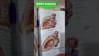 MBBS Anatomy | MBBS 1st year subject | #Aiims #shorts