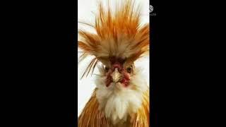 Need Haircut  Amazing Chicken  @lifefocus21st