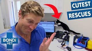Bondi Vet's Most Adorable Adoption Success Stories