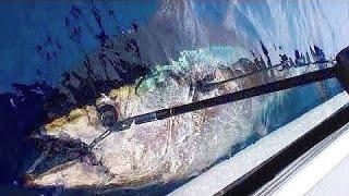 Huge Tuna nearly spools reel in one run!