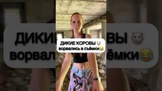 Напали ДИКИЕ КОРОВЫ! Трифонова Алиса