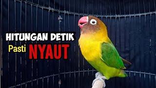 Suara Burung Lovebird Ngekek Panjang, Lovebird GACOR ini PINTAR Memancing EMOSI Bikin LB Cepat BUNYI