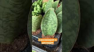 Сансевиерия Виктория и Дисхидия Панголин Киссес
