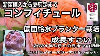 底面給水プランターで育てる薔薇　新苗購入から夏剪定までの成長記録です。夏５０℃近くなるコンクリートのガーデンでも美しく強いコンフィチュールちゃんは素晴らしい河本麻記子さんのバラです。