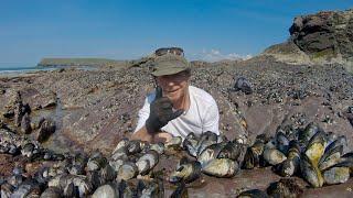 How to forage and cook Moules Mariniere