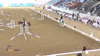 Jumping Gymnastic Exercises with Stuart Tinney at Qld Festival of Dressage