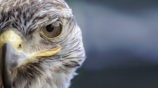 Kids Edition | Predators in the Sky - Eagles, Hawks, and Falcons