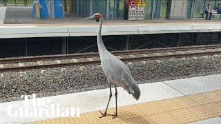 How Bruce the brolga won over a Queensland community