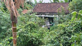 Clean up an overgrown abandoned house - Eye-catching transformation of garden lawn