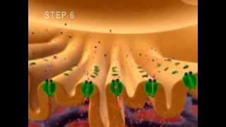 Neuromuscular Junction Muscle Contraction Part 1 Anatomy Tutorial NSCA CSCS Exam, ACE PT Exam