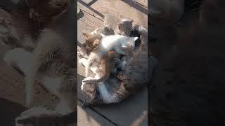 Сладку ягоду рвали вместе,горьку ягоду я одна!