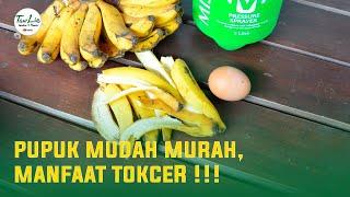 How to Make Liquid Organic Fertilizer from Banana Peels and Eggs