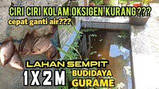 Budidaya gurame lahan sempit ciri ciri kolam ikan gurame oksigen kurang