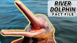 River Dolphin Facts: the PINK DOLPHIN facts | Animal Fact Files