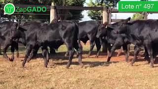 Lote nº 497 - 29 Machos F1 Angus IATF