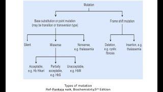 Types of Mutations (Point Mutations and Frameshift Mutations) || Mutations In Genetics