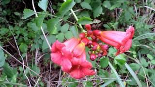 Capital Naturalist: Trumpet Creeper