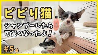 保護したビビり猫をシャンプーしたら可愛く変身！ちょっと喋るよ。笑【博多弁を喋る猫・金5】/ timid kitten grows cute