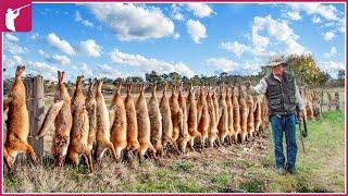  Hunters and Australia Farmers Deal With Wild Dingo Dogs Attacking Farms