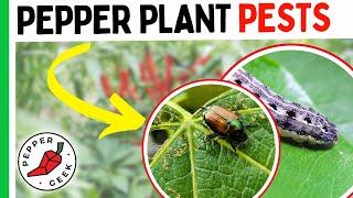 Got Pests? Do This For Your Peppers