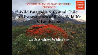 WILD PATAGONIA & CENTRAL CHILE: AN EXTRAVAGANZA OF BIRDS, WILDLIFE & LANDSCAPES