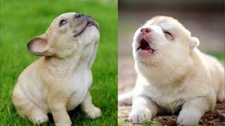 Cute Puppies Howl For The First Time || NEW