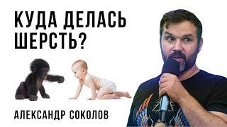 Куда делась шерсть? Александр Соколов