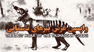 واپسین غرش ببرهای تاسمانی - فیلم مستند کوتاه | The Last roar of the Tasmanian Tigers