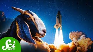 Space, Goats, and Climate Change