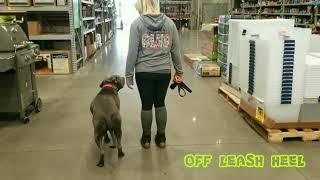 BEST Pitt Bull Trainers of PA | BEST Dog Trainers Of PA | Off Leash K9 Training