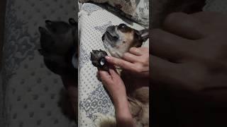 Мягкие лапки Бульдог Марсель #бульдог