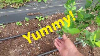 Start Growing Fruit To Complete Your Garden