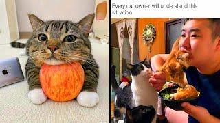 Hilarious And Adorable Cat Memes That Prove Why The Internet Loves Them So Much - cute cat