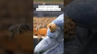 The Birth Of A Queen Bee 