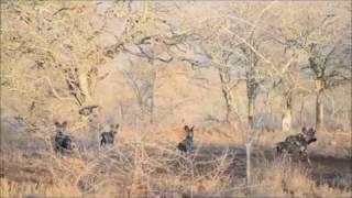 Interspecific Competition between Wild Dogs & Lions