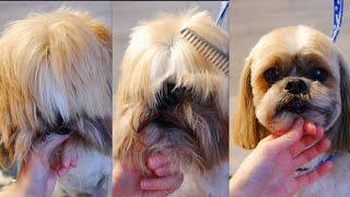 How to Groom a Shih Tzu Head - Step by Step