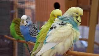 30 Minutes of Budgies and Cockatiels playing singing in their aviary