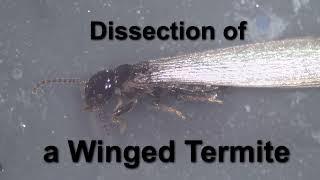 Dissecting a winged termite