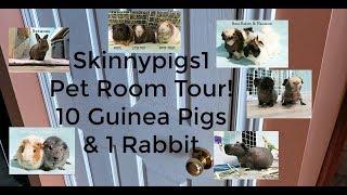Skinnypigs1 Pet Room Tour 2018