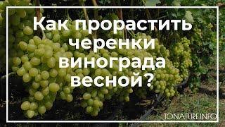Как прорастить черенки винограда весной? | toNature.Info