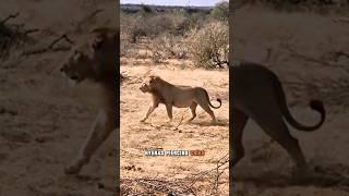 The Great African Showdown: Lion vs. Hyena