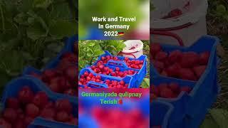 Germaniyada Work and Travel 2022