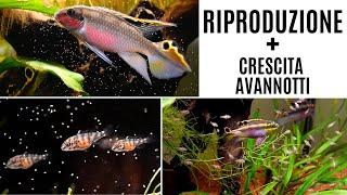 Riproduzione e crescita avannotti PELVICACROMIS PULCHER 