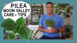 Houseplant Trends 2021: Pilea Moon Valley (Pilea Mollis) Crucial Care Tips and Propogation! #pilea