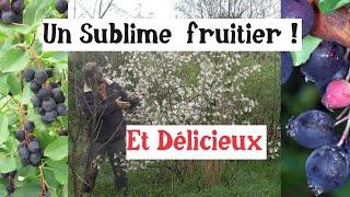 Un Super Fruitier ! Beau et Bon l'Amélanchier ...