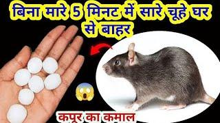 बिना दवाई कपूर से चूहे भगाने का घरेलू तरीका  rid of mouse/ chuhe bhagane ka tarika/kitchen tips