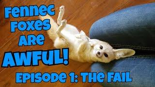 Fennec Foxes Are AWFUL! Episode 1: The Fail