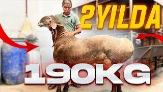 2-yilda 190-kg BOLDI QOCHQOR. QOCHQOR BOQISHNI YORVORGAN QOQONLIK AKA