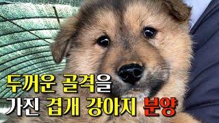 겹개 스타일의 진돗개 강아지를 소개합니다. l 진돗개 황구 강아지들 분양 Part 3