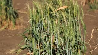 ICARDA - A Genebank Saved from Syrian Civil War